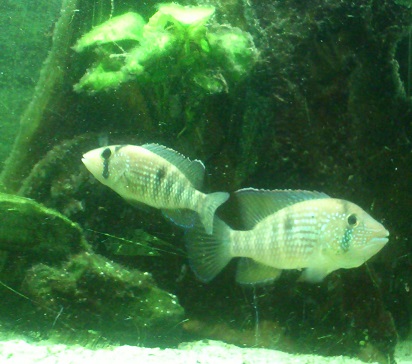 T.macantzatza5.jpg