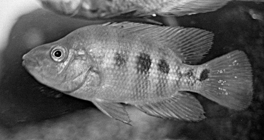 Bild 17 Amphilophus citrinellus.jpg