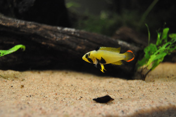 Apistogramma panduro-hona.jpg