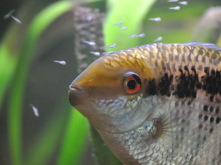 Vaktande M. insignis-hane..jpg