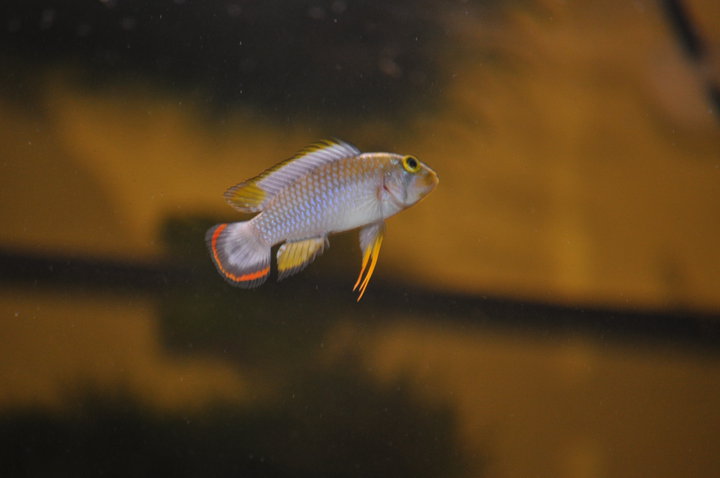 Apistogramma panduro-hane.jpg
