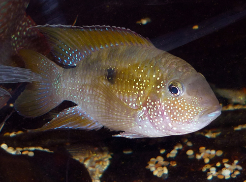 Bujurquina oenolaemus.jpg