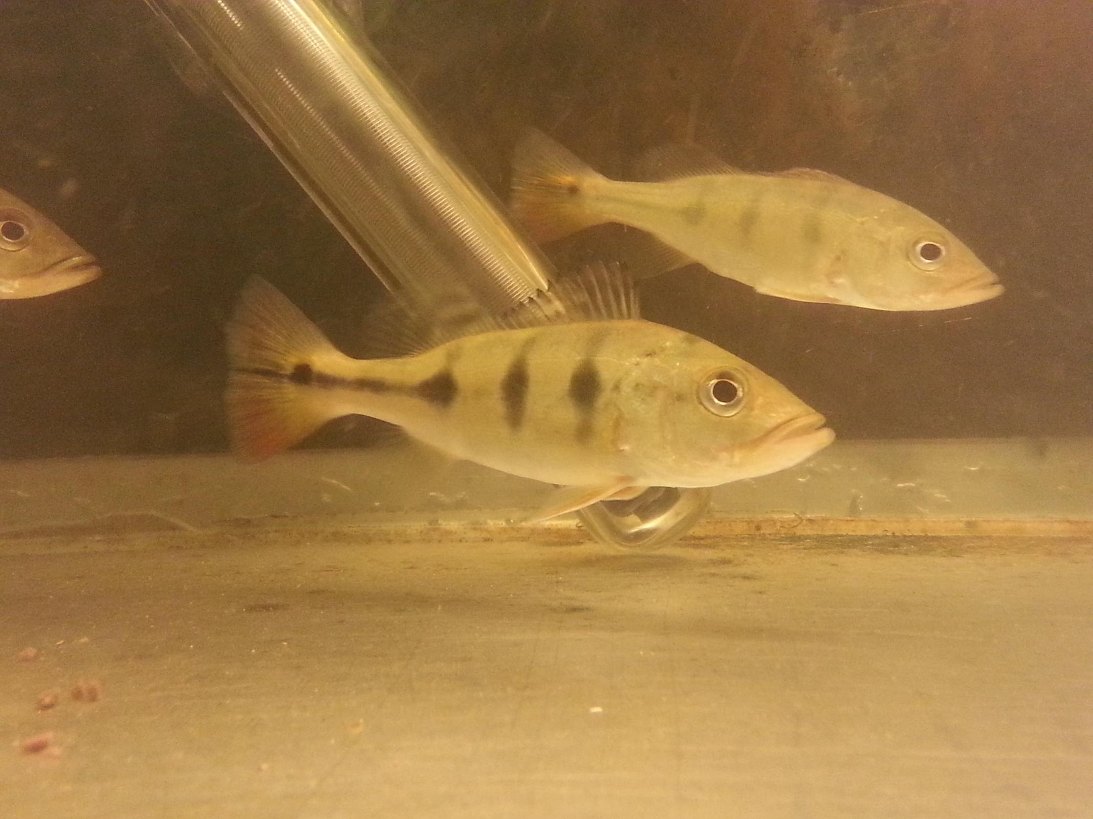 Cichla 1 10 Dec 2012.jpg