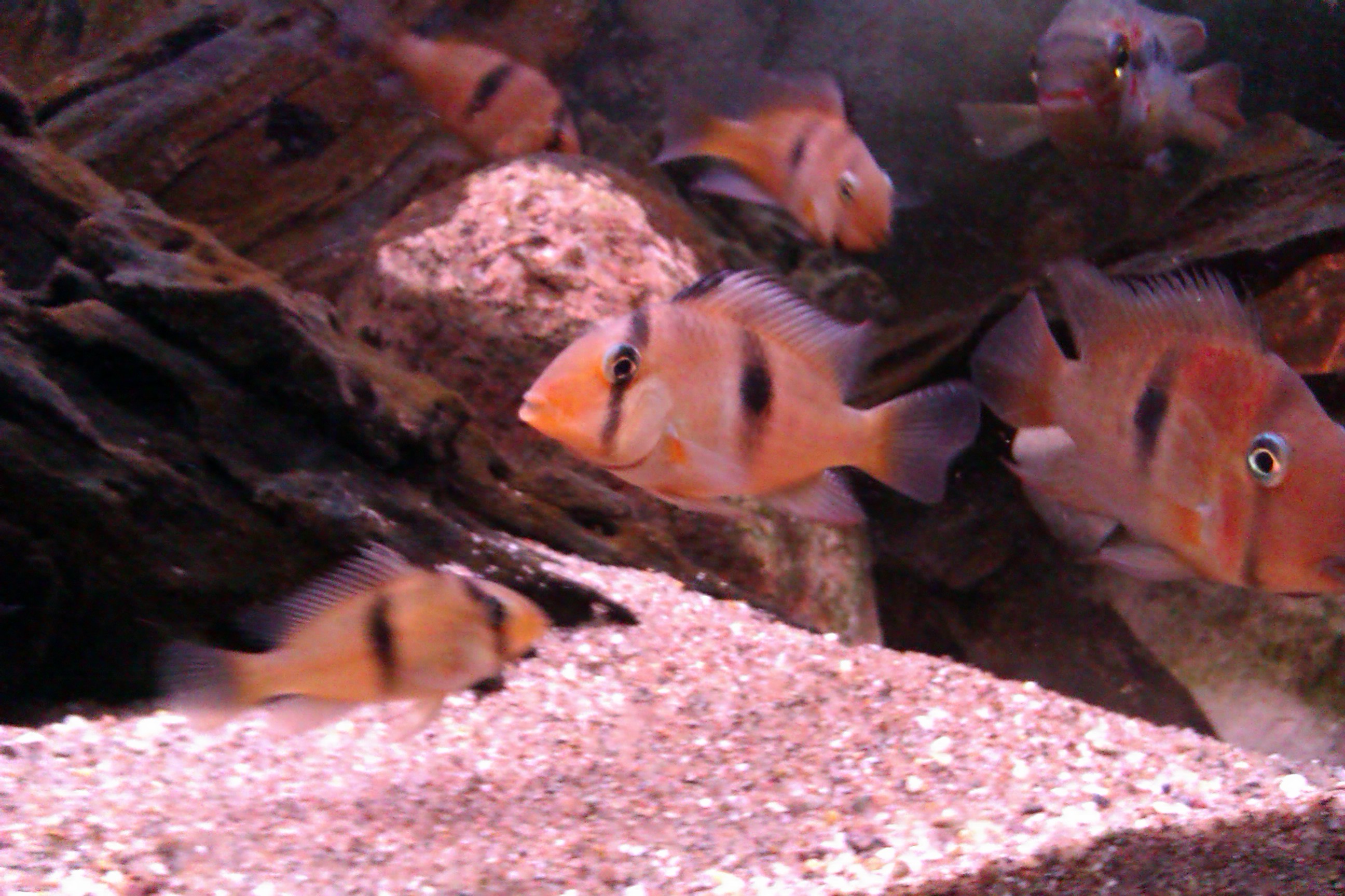 IMAG0827.jpg