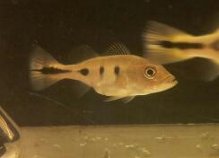 Cichla 10 nov 2012.jpg