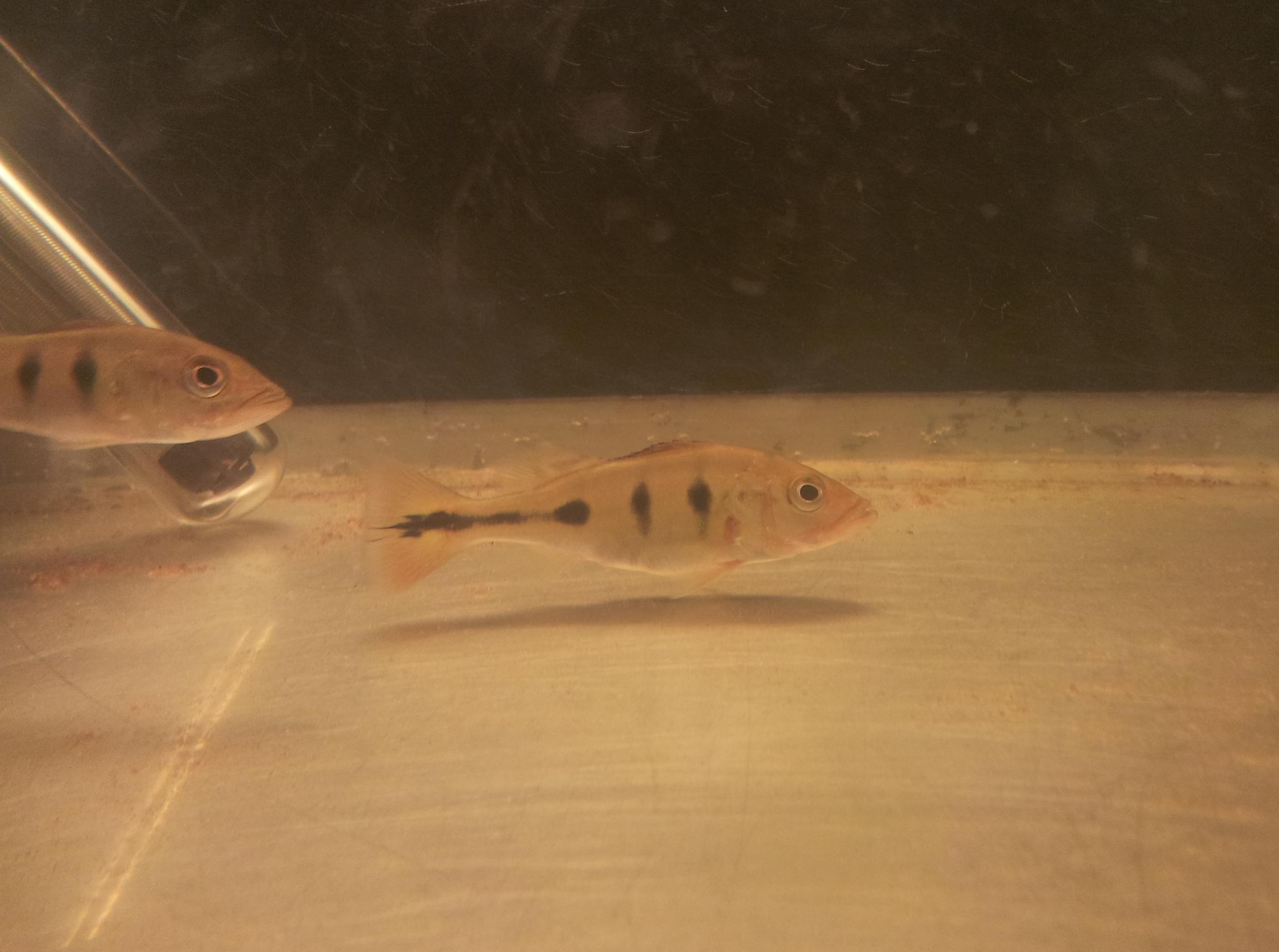 Cichla 2 25e nov.jpg