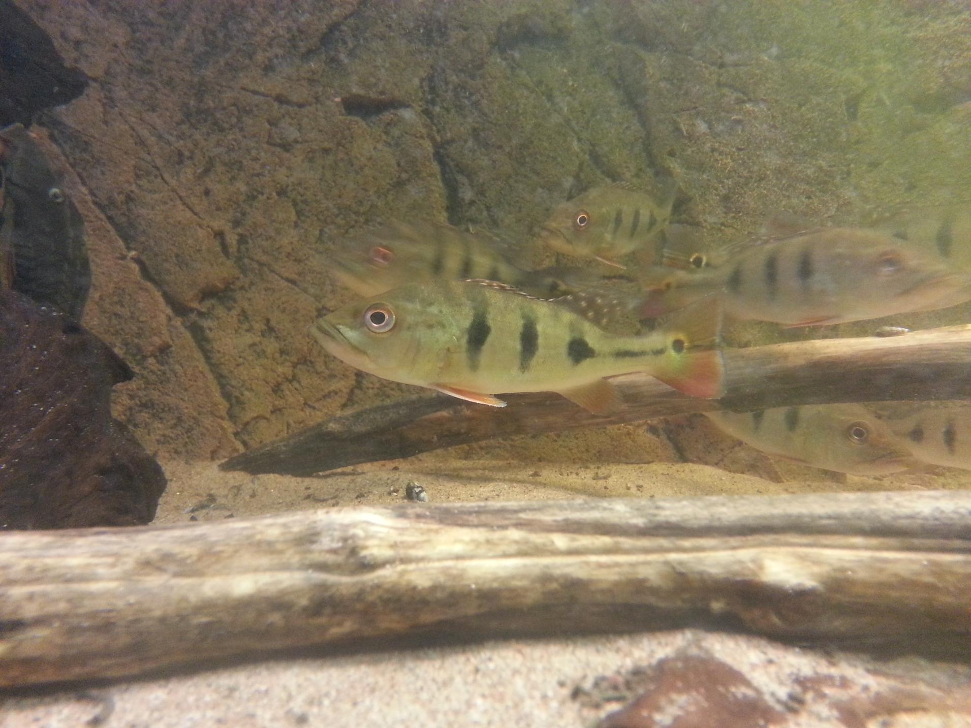 Cichla 31 Jan 2013.jpg