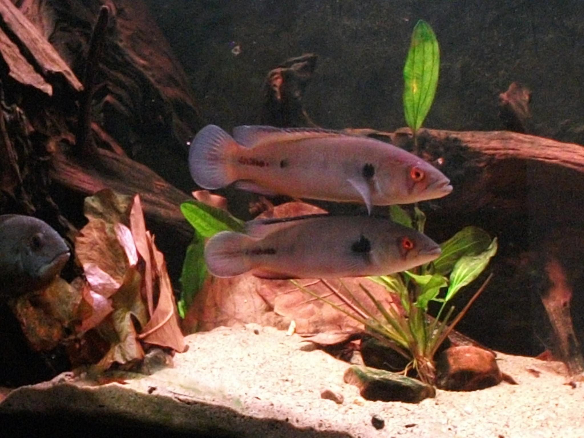 DSCF0808.jpg