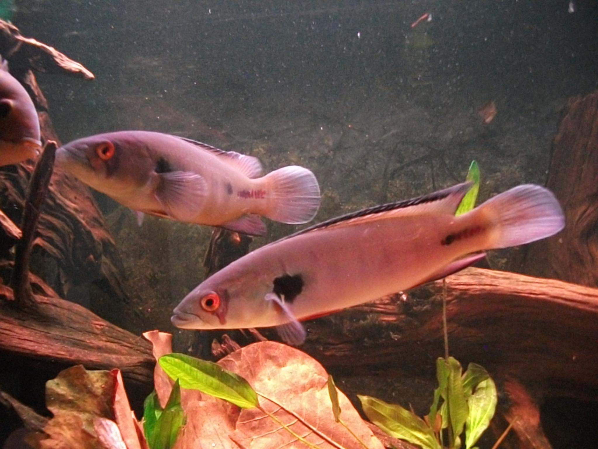DSCF0816.jpg