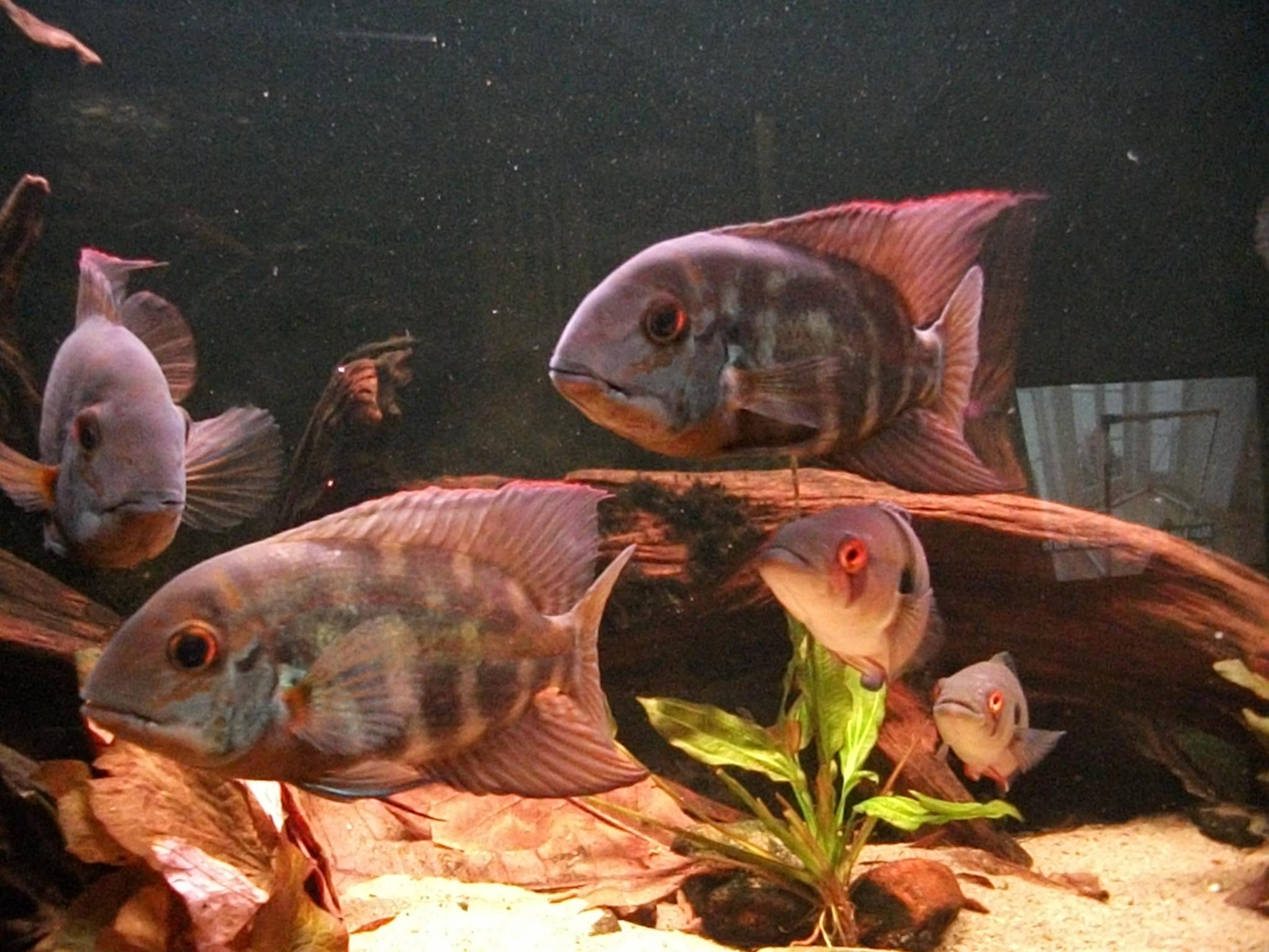 DSCF0817.jpg