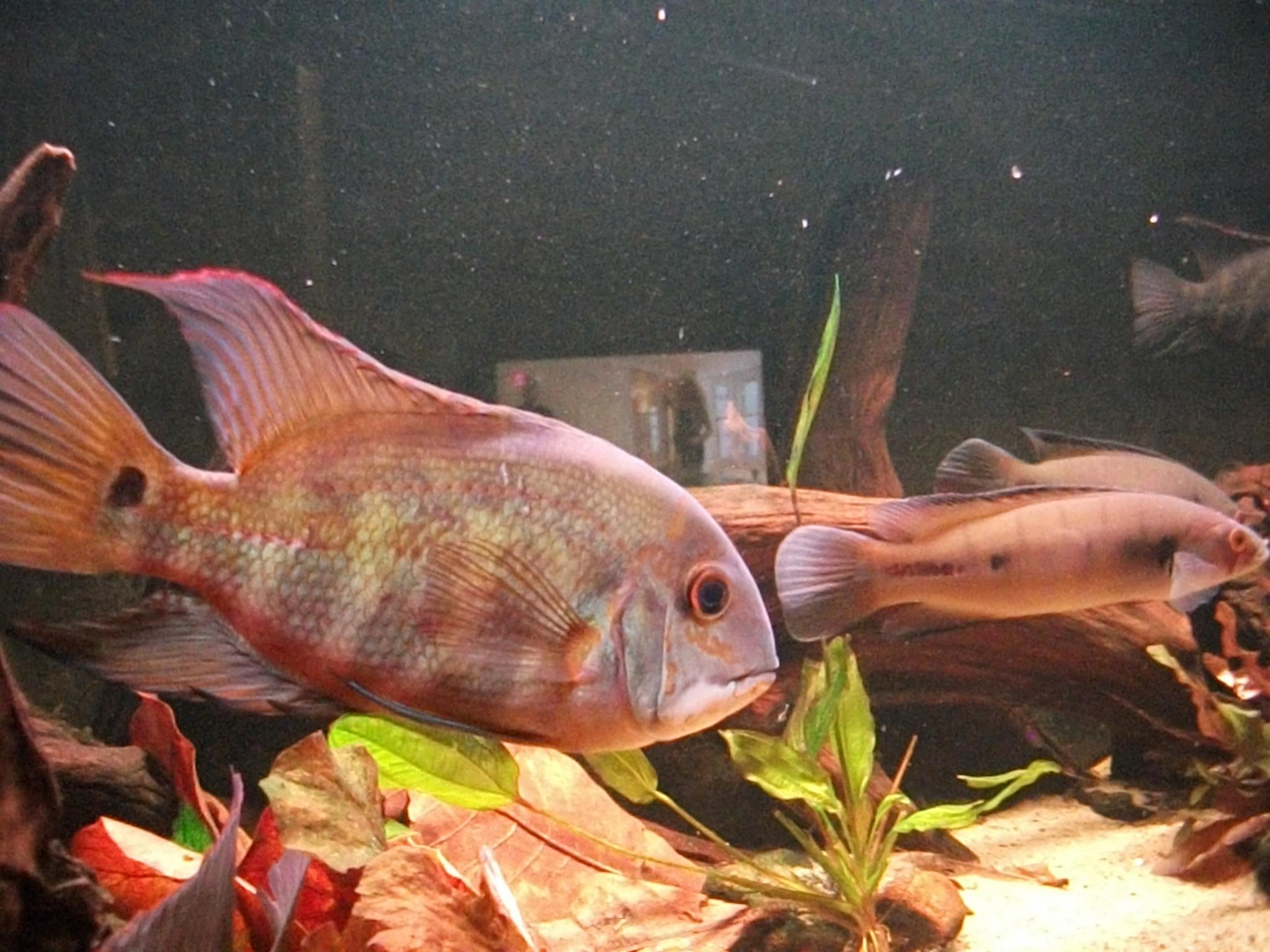 DSCF0821.jpg