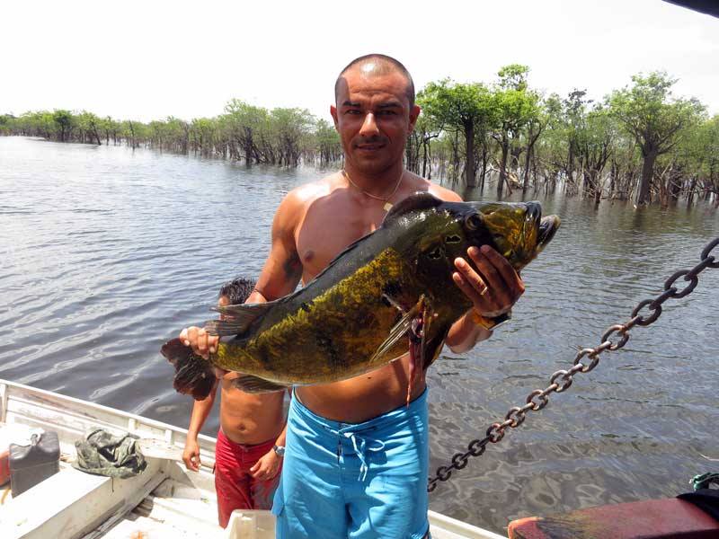 cichla_zps7776ff82.jpg
