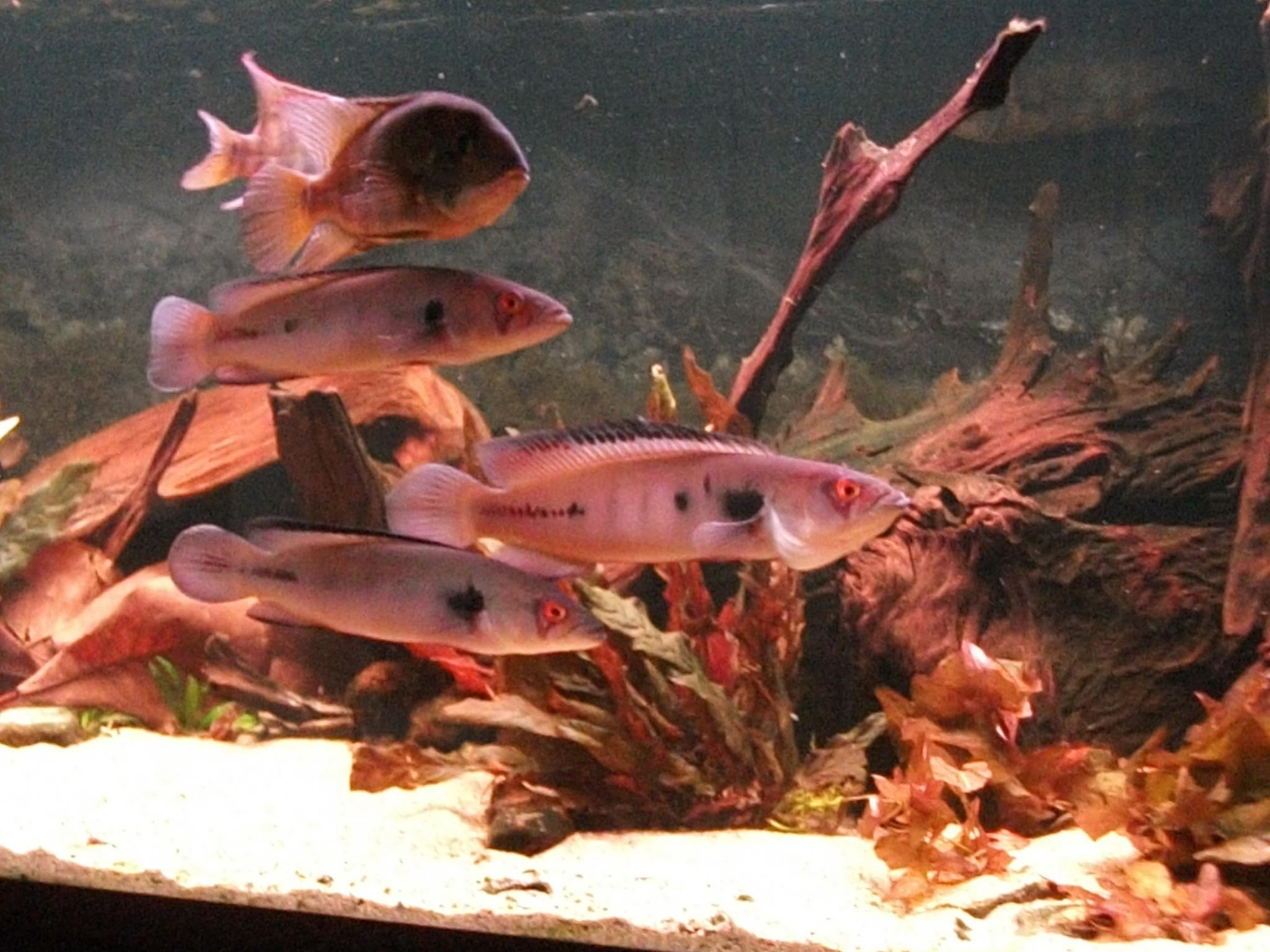 DSCF0923.jpg