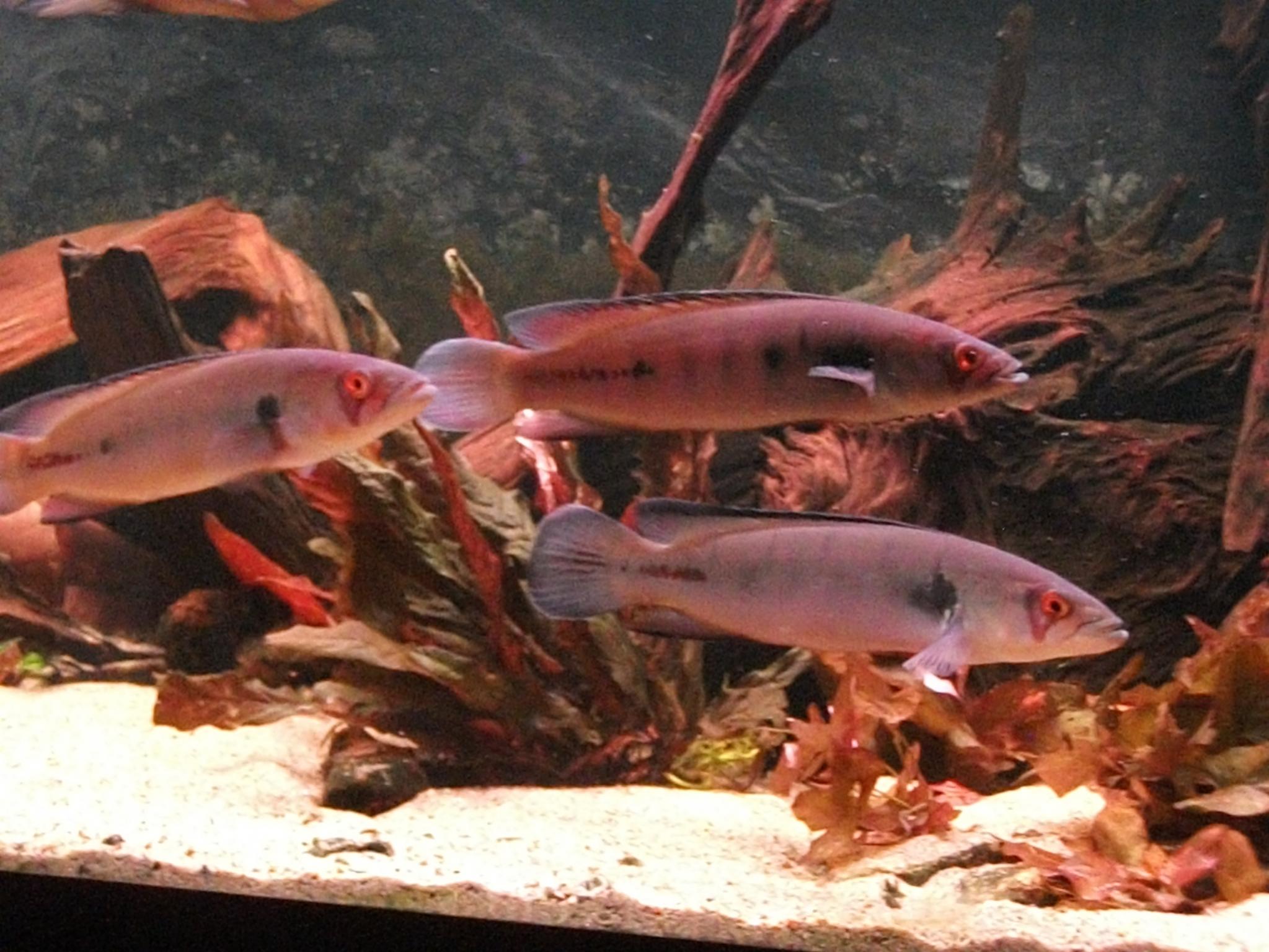 DSCF0928.jpg
