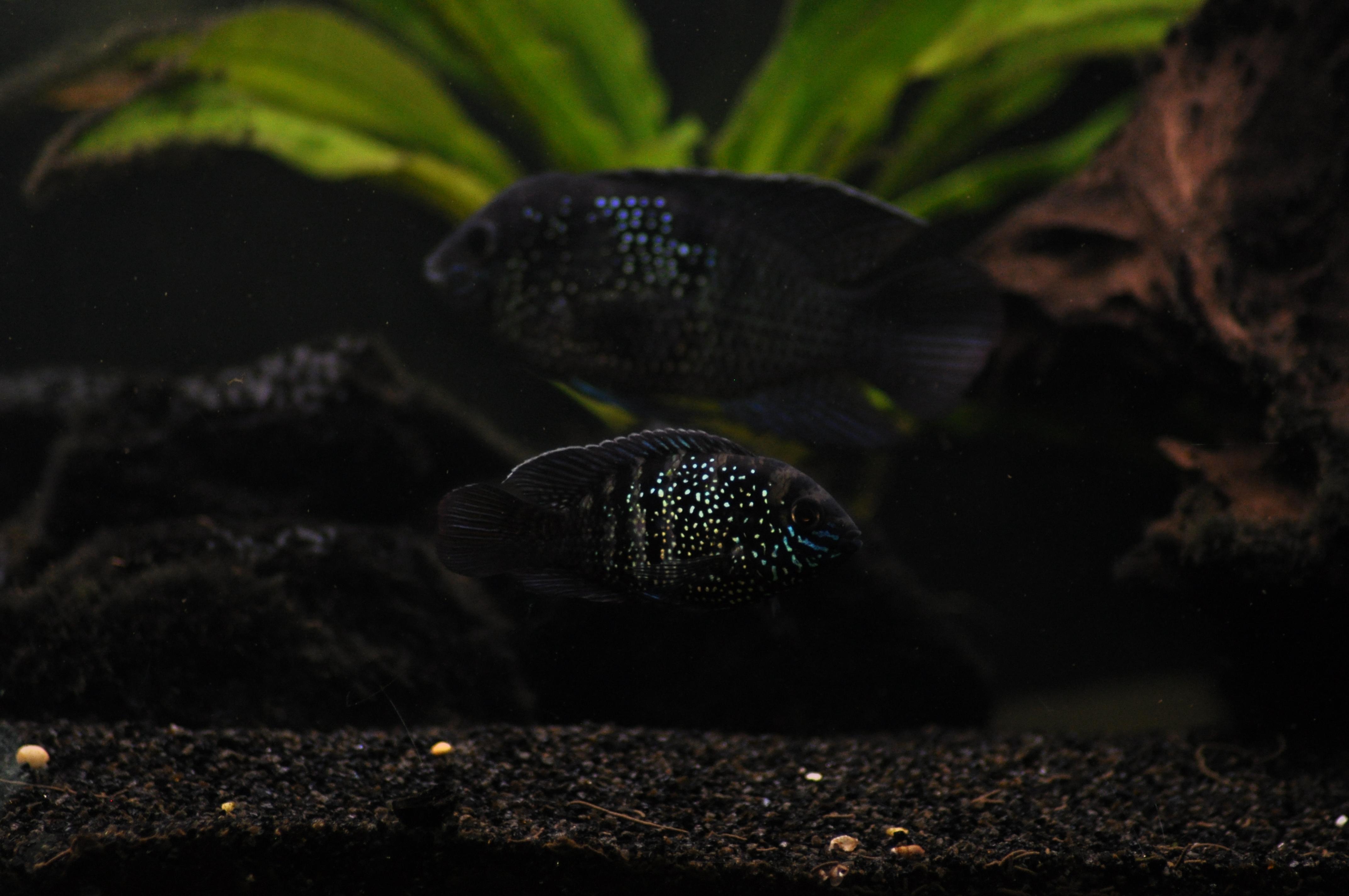 DSC_0145.jpg
