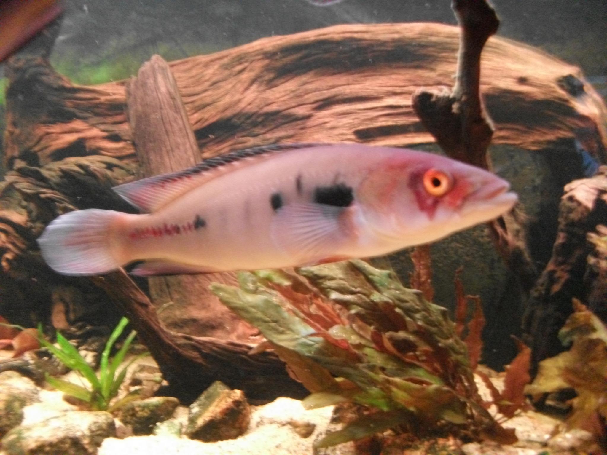 DSCF1064.jpg