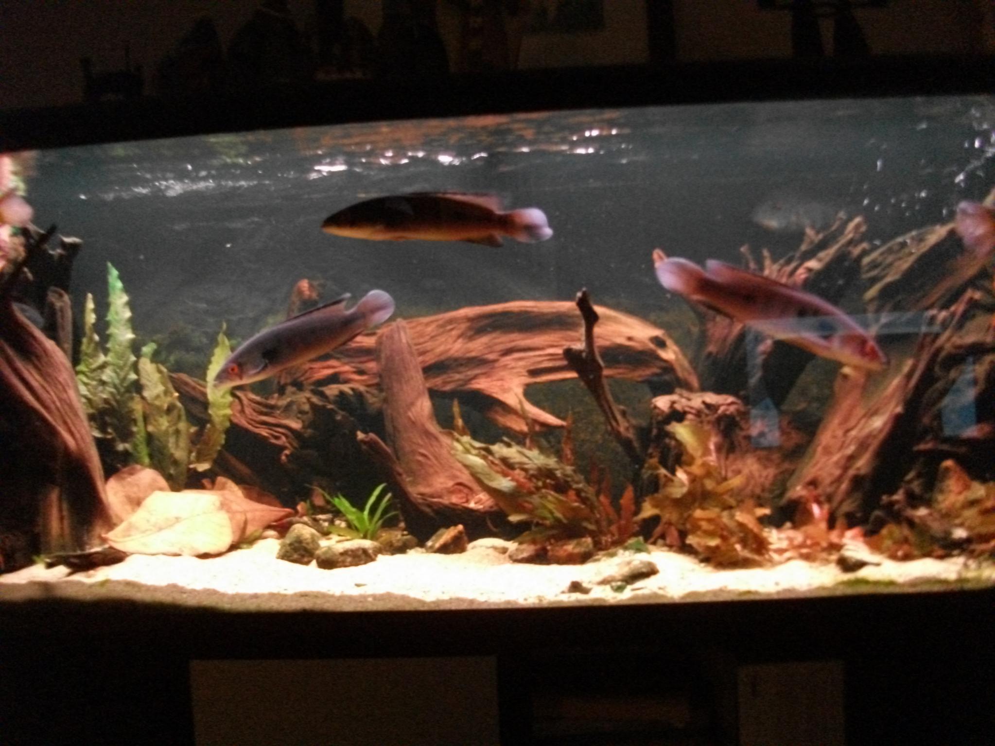 DSCF1054.jpg