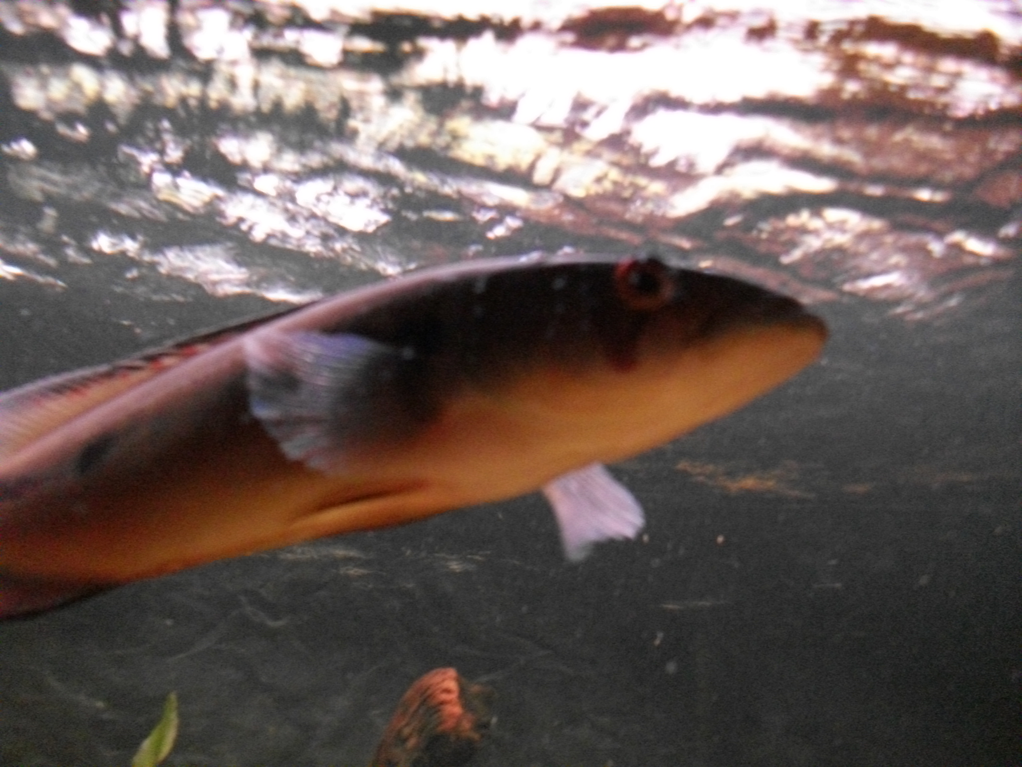 DSCF1071.JPG