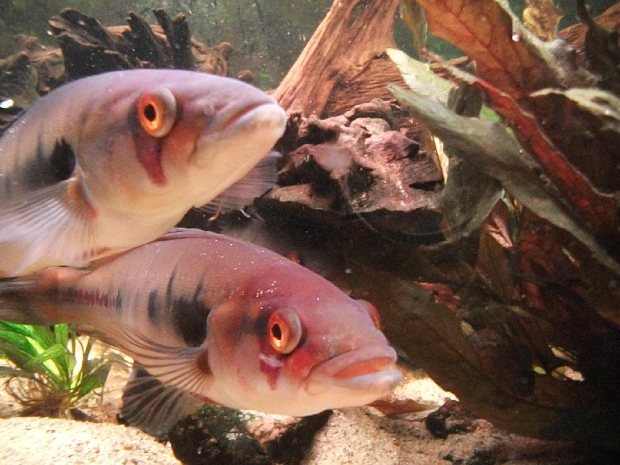 DSCF1006.jpg