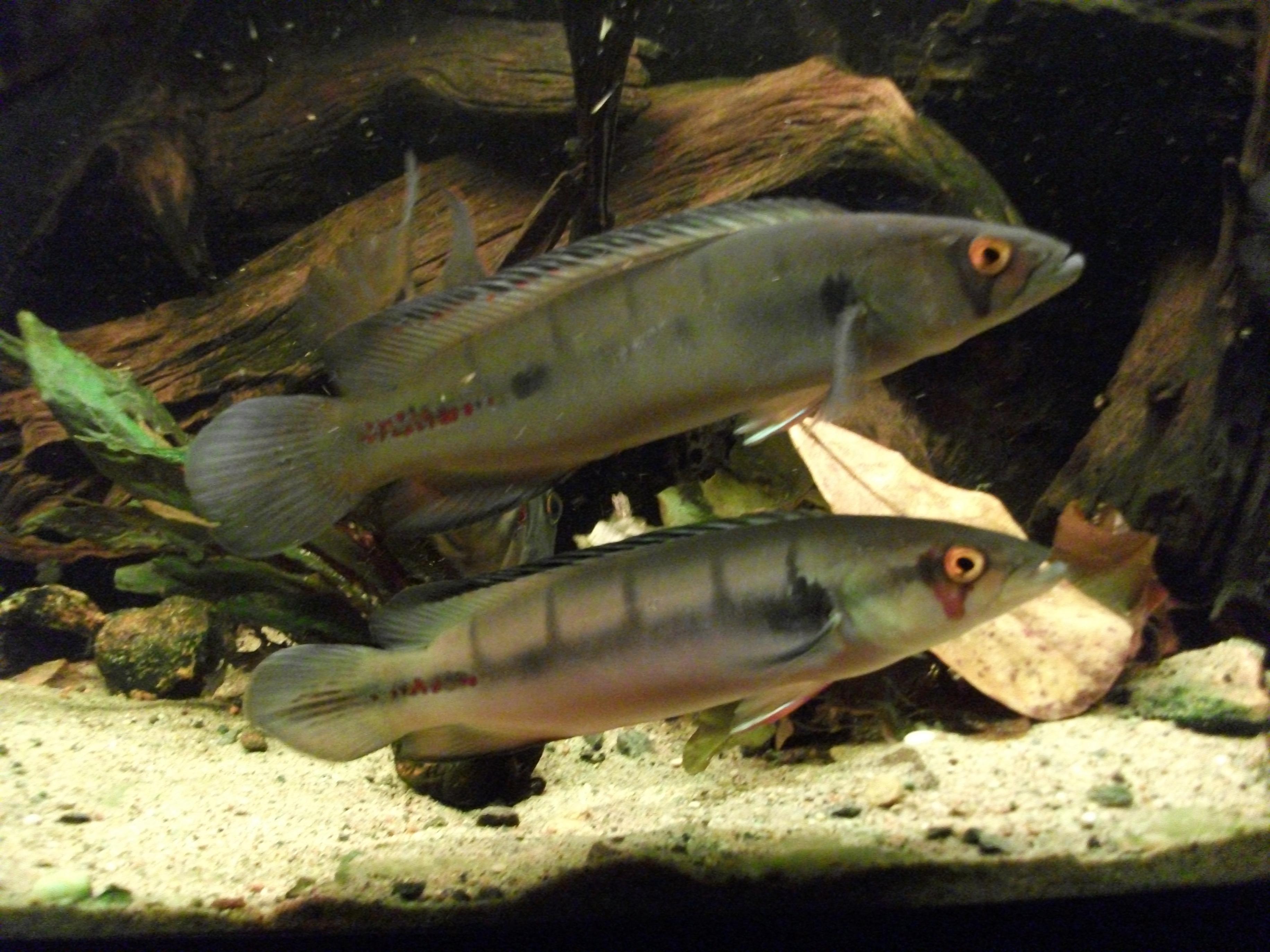 DSCF1087.jpg