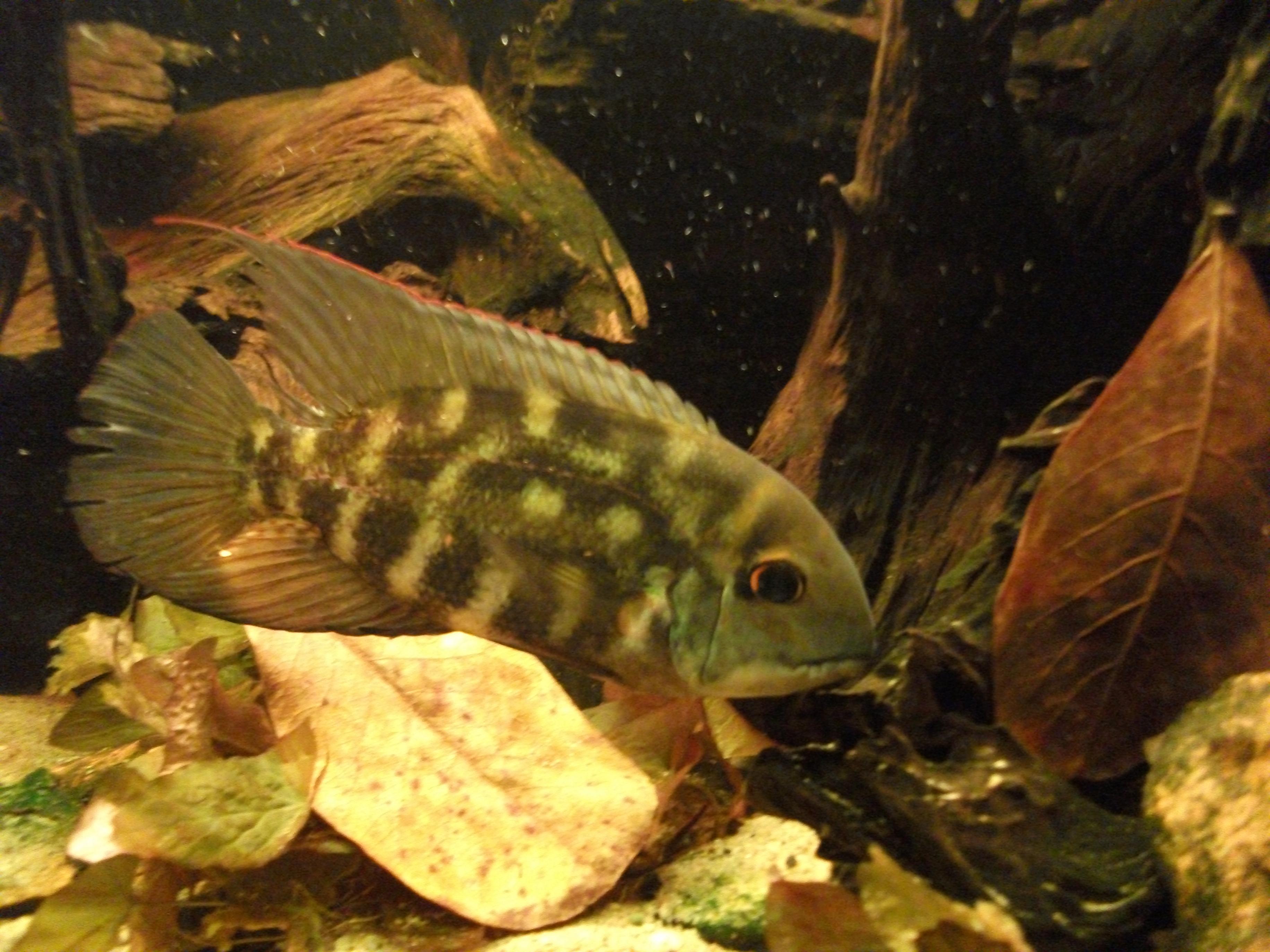 DSCF1086.jpg
