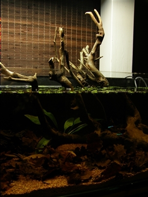 P2150095.JPG