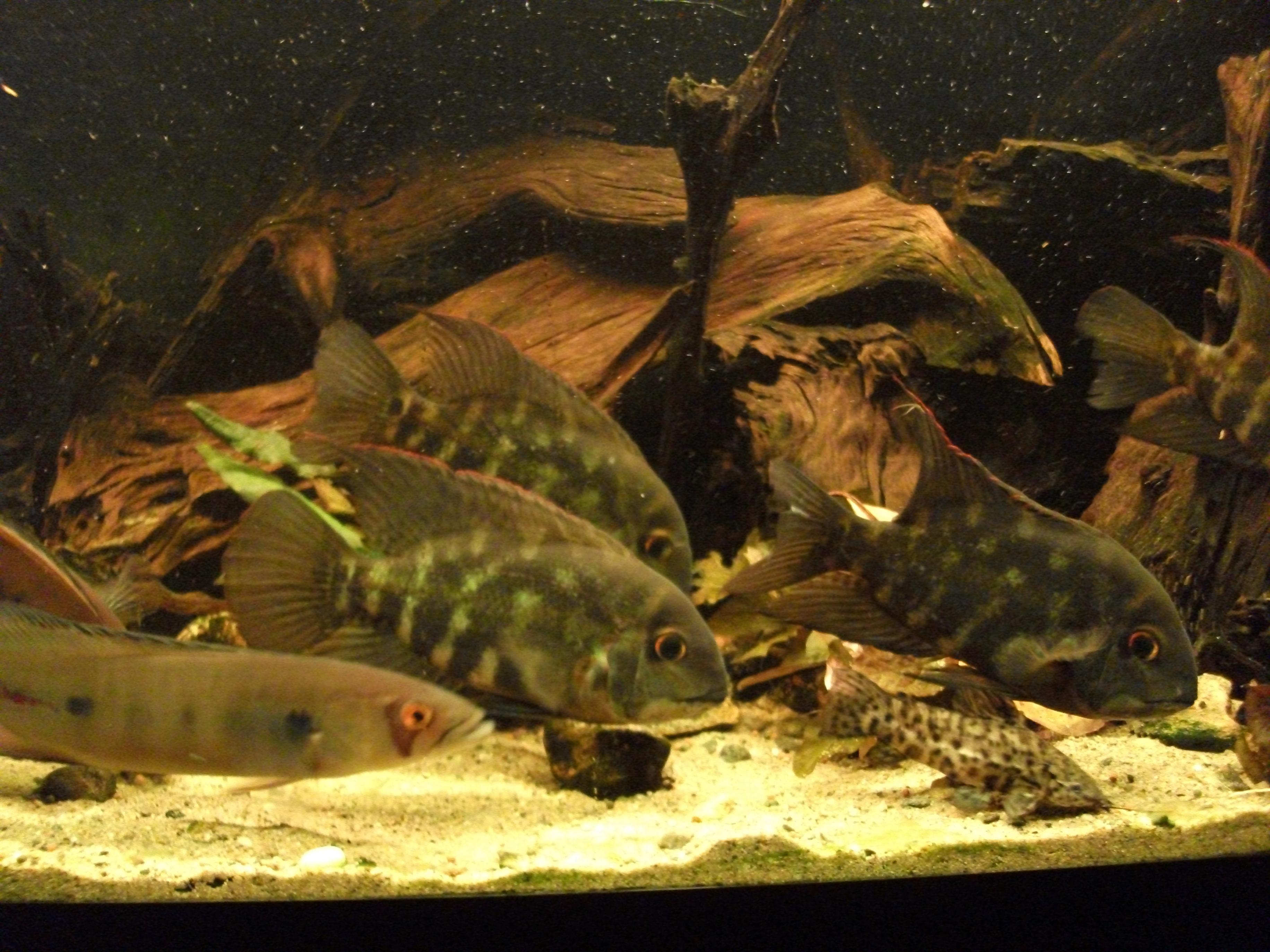 DSCF1080.jpg