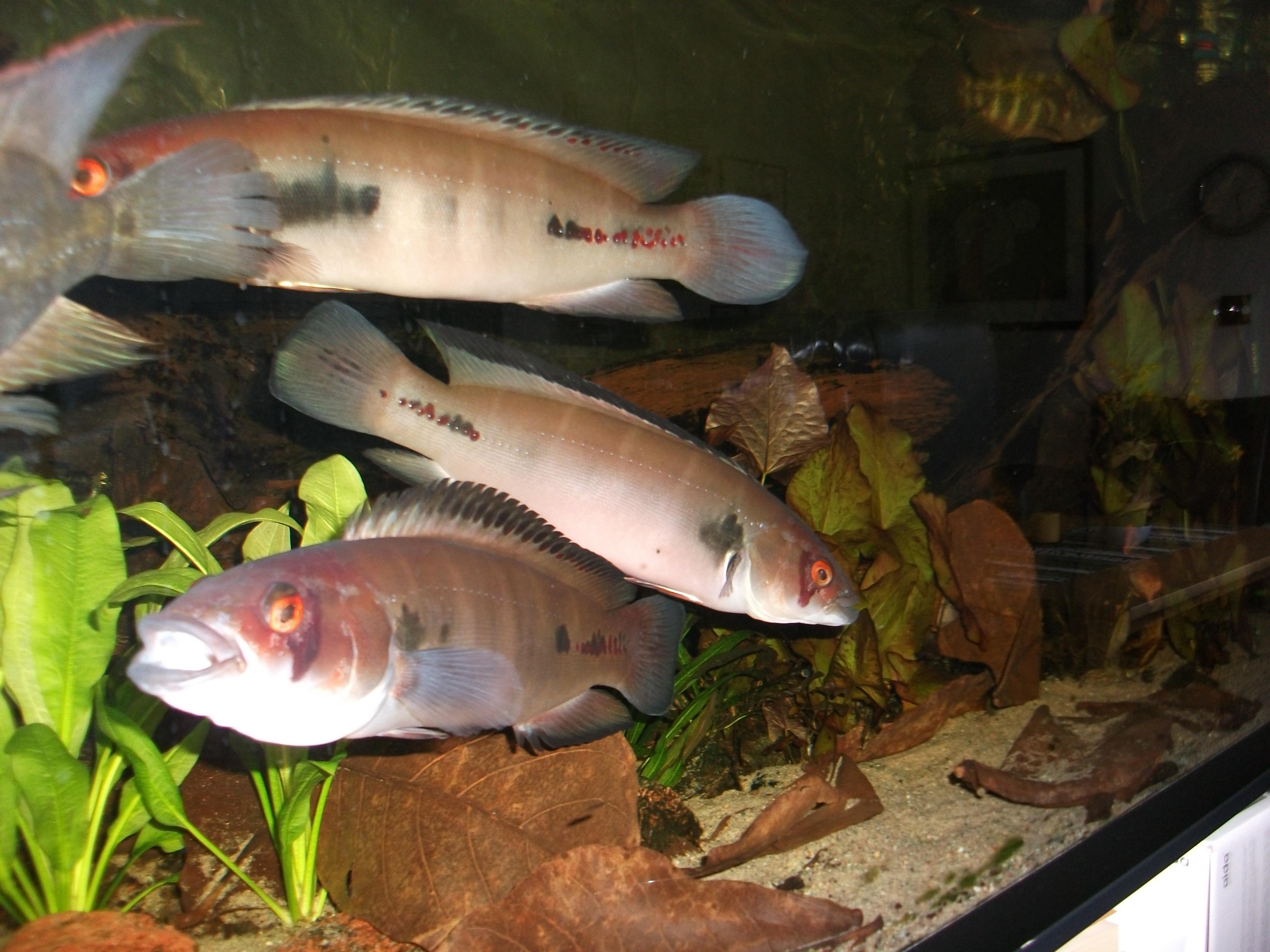 DSCF1265.jpg