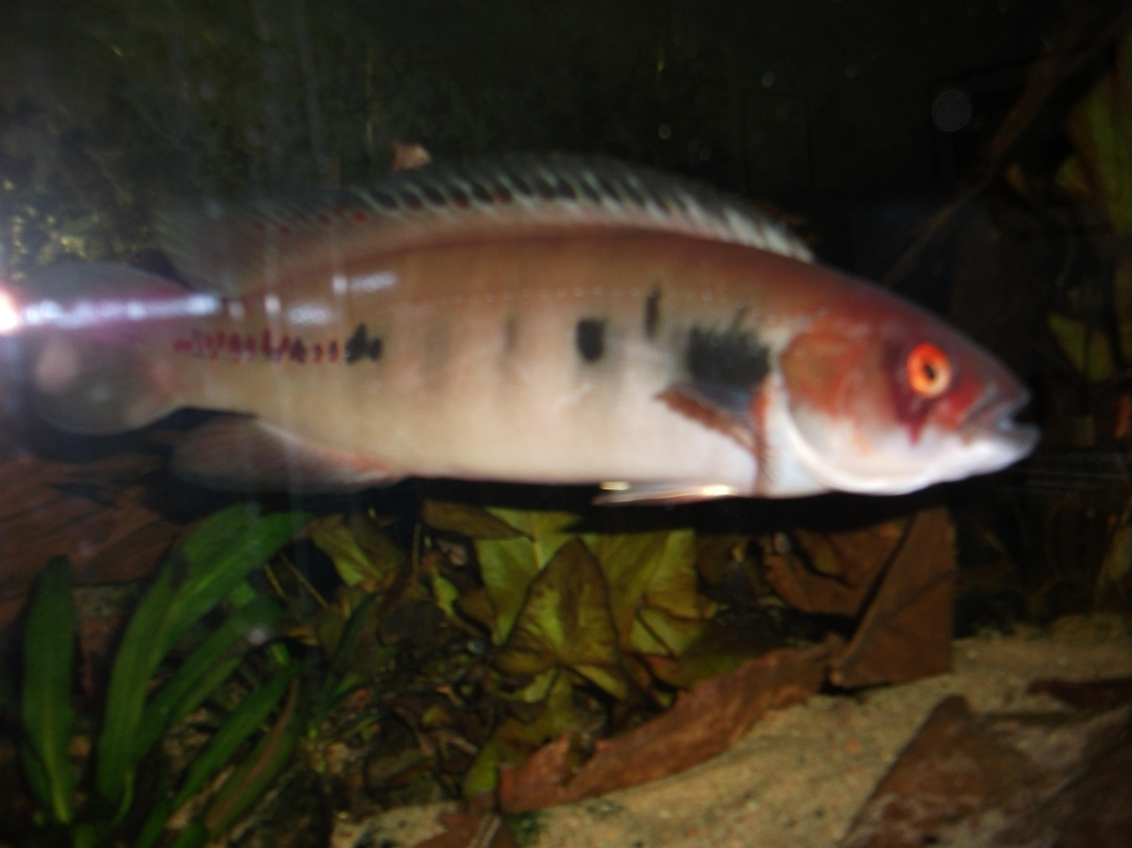 DSCF1260.jpg