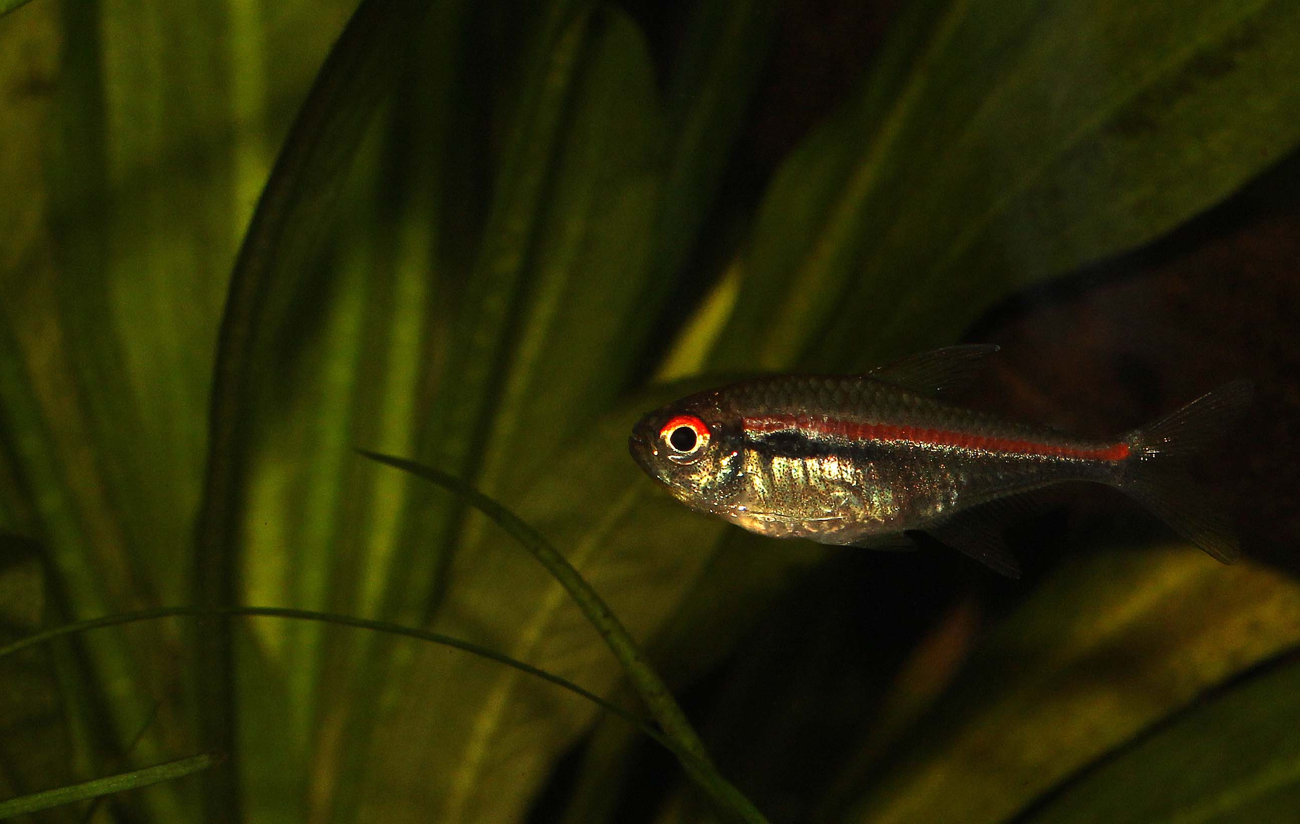 Ampa-tetra.jpg