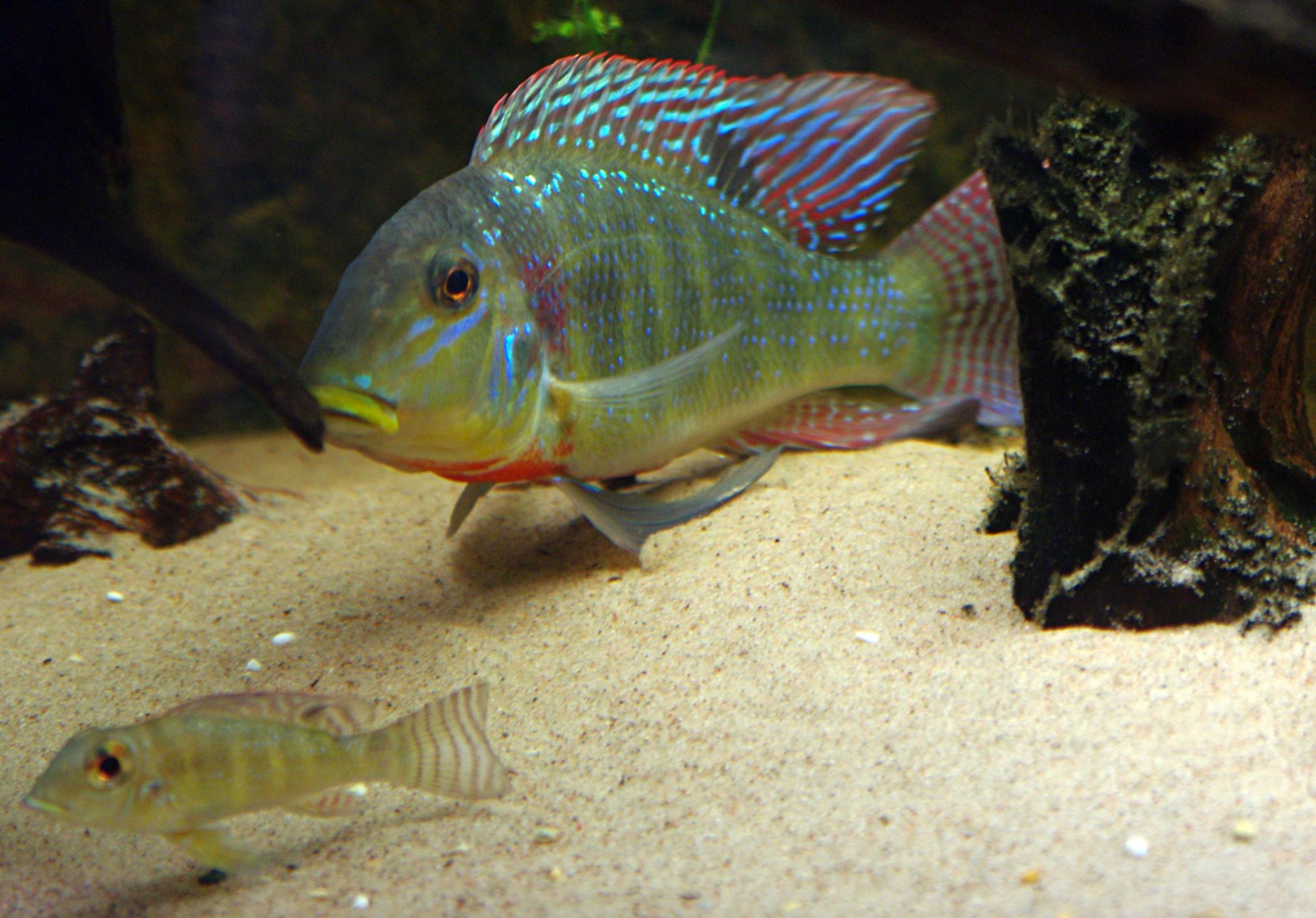 Retroculus xinguensis 3 2000.jpg