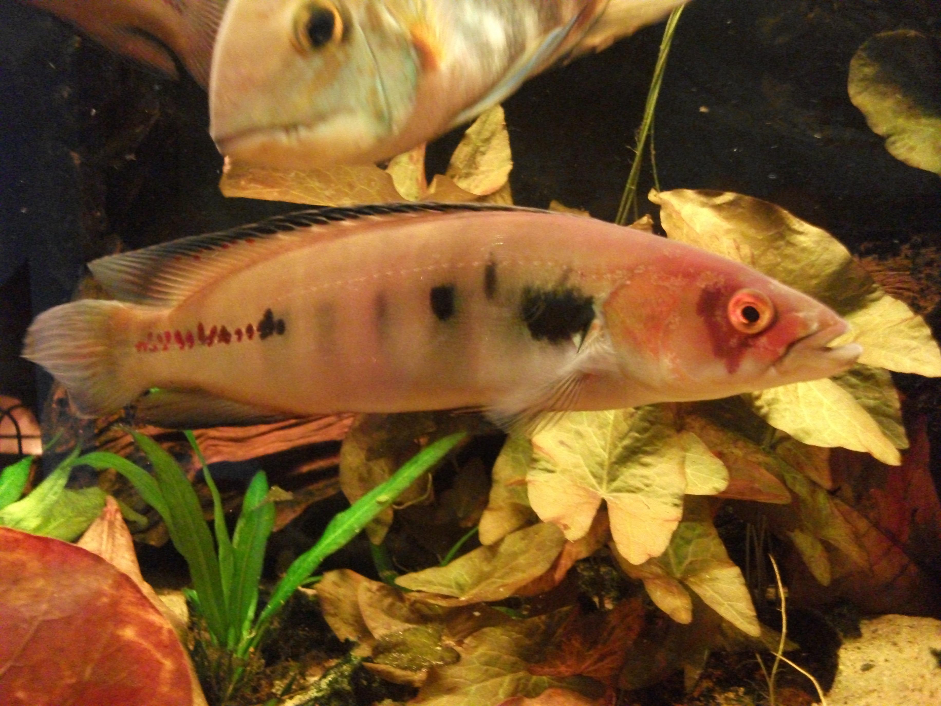 DSCF1302.jpg