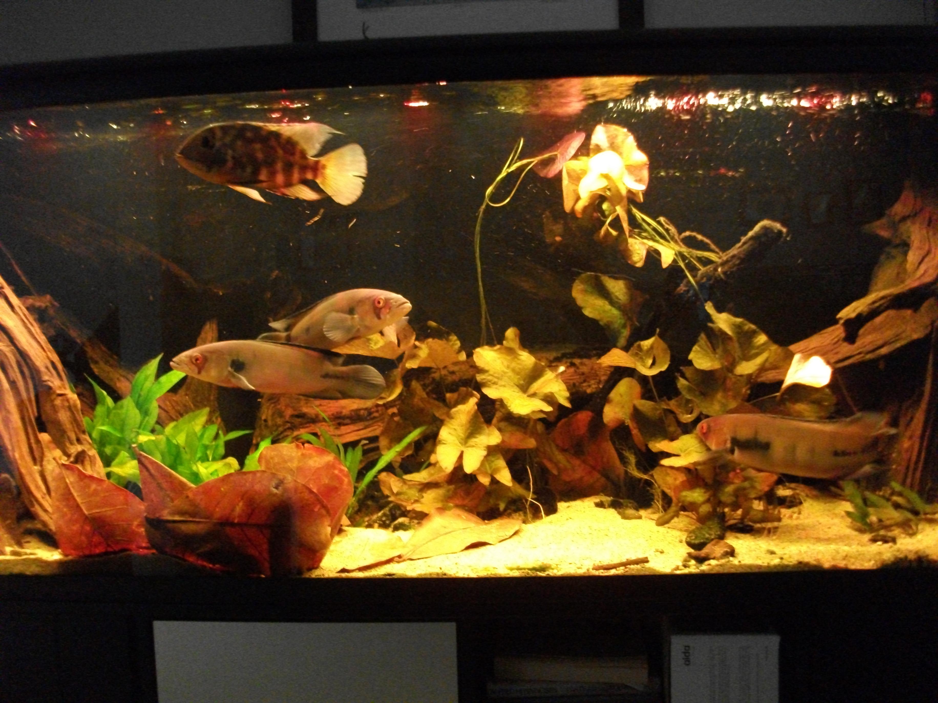 DSCF1294.jpg