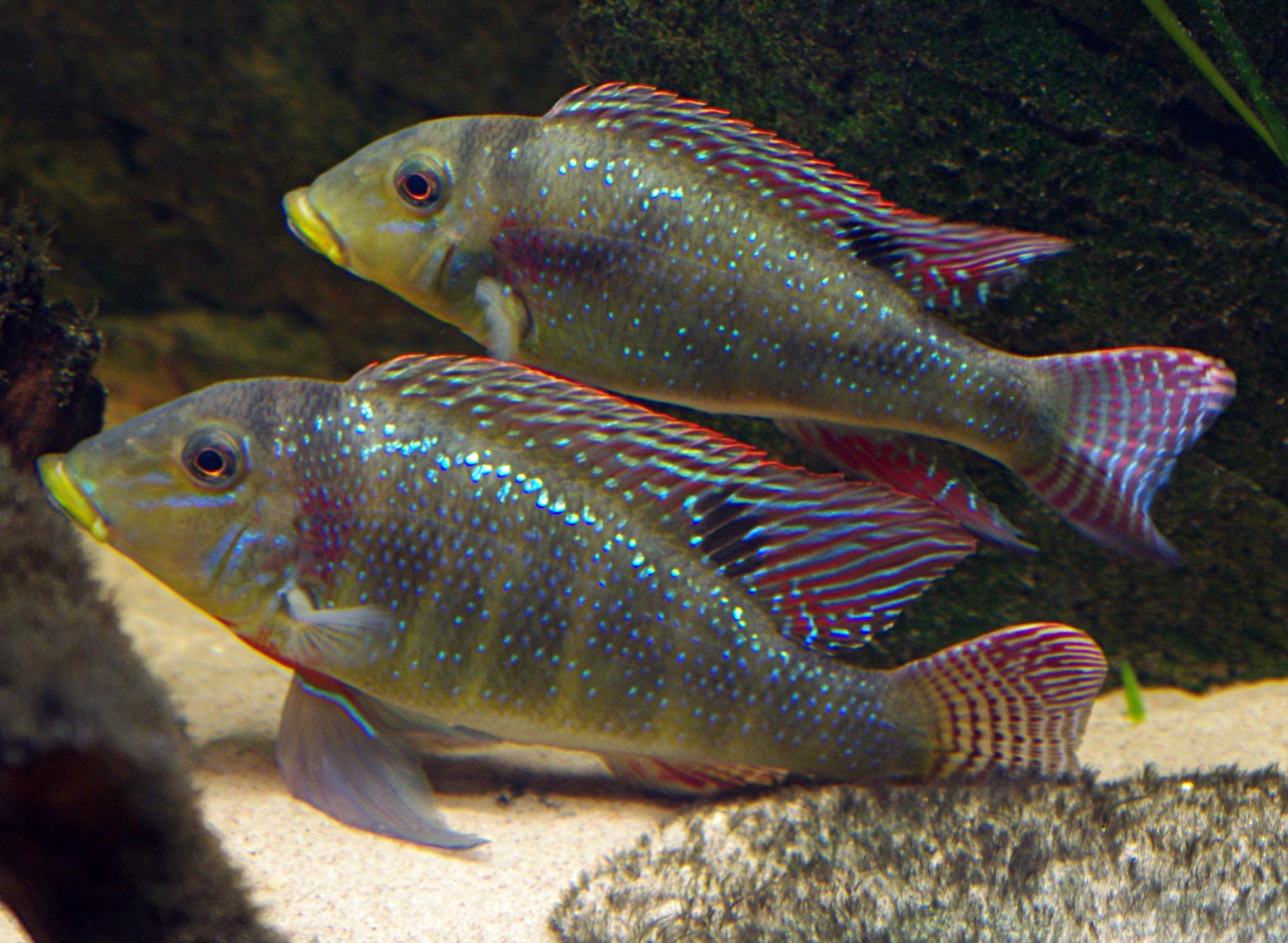 Retroculus xinguensis 2 2000.jpg