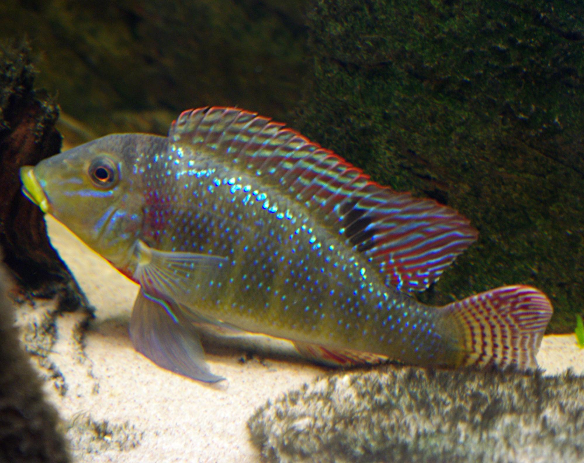 Retroculus xinguensis 1 2000.jpg