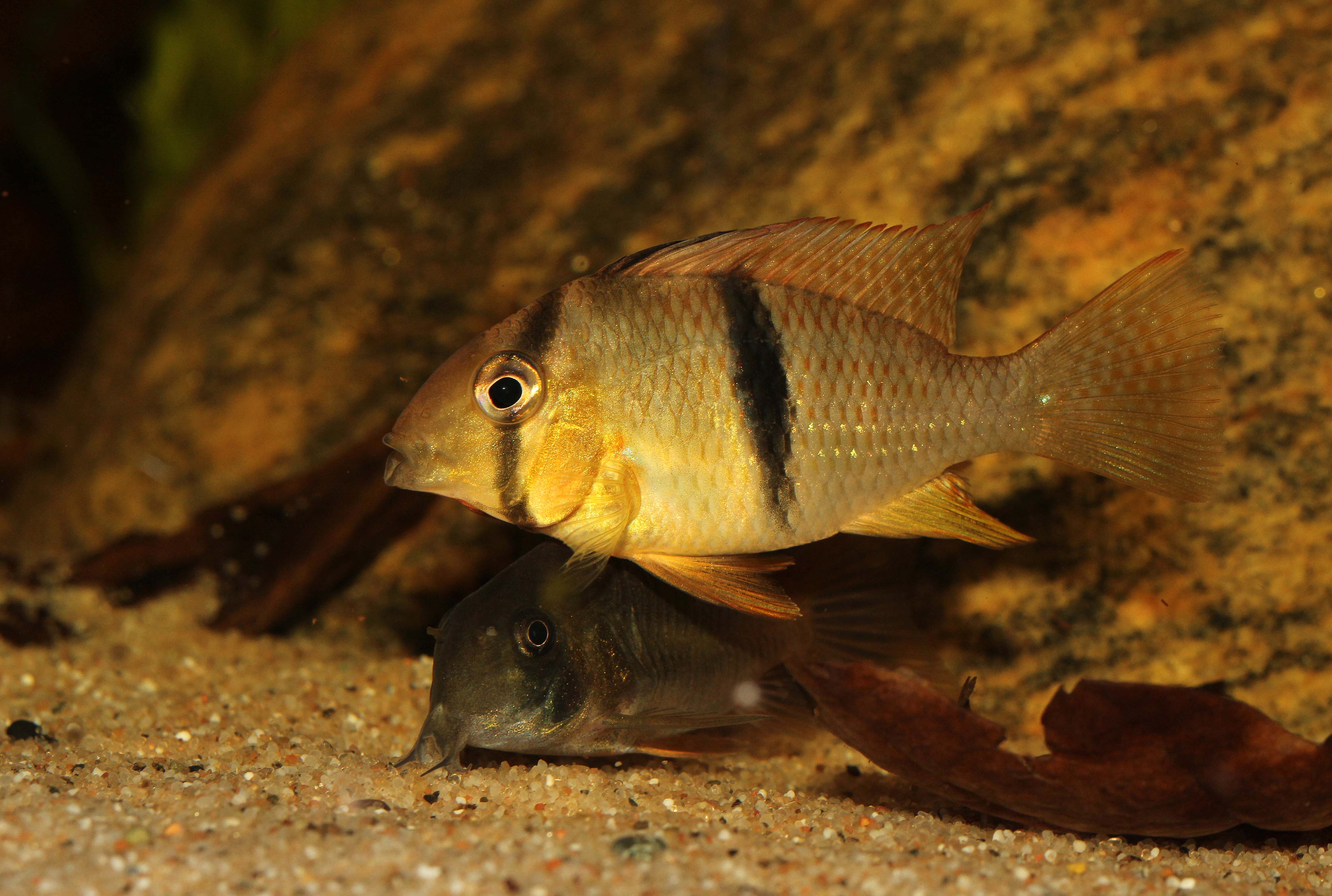 Guianacara .O.jpg