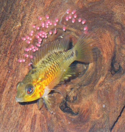 A.viejita10.jpg