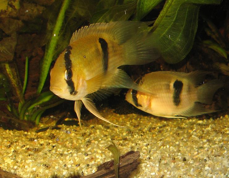 C.maronii03.JPG