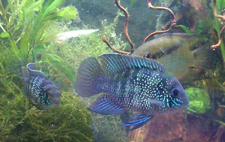 A.pulcher13.jpg