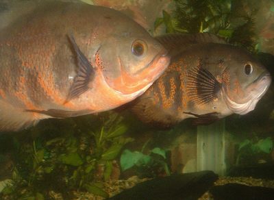 A.ocellatus.jpg