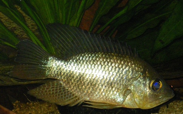 Chaetobranchopsis9.jpg