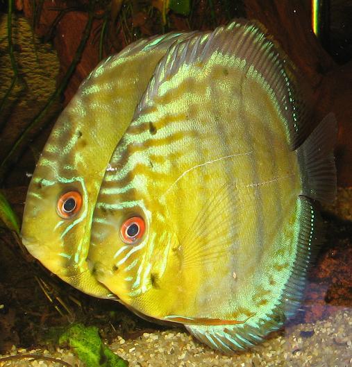 S. aequifasciatus.JPG