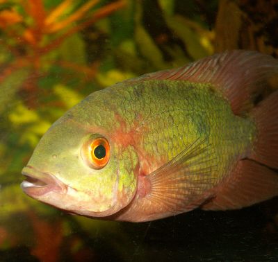 H.temporalis.jpg