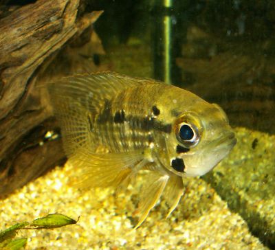 A.nassa.jpg