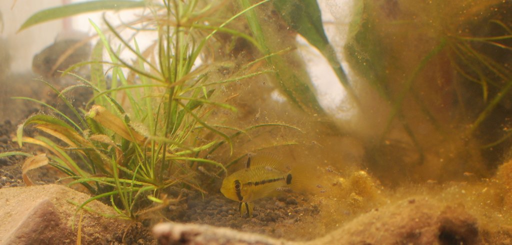 wangenfleckyngel 121222.jpg