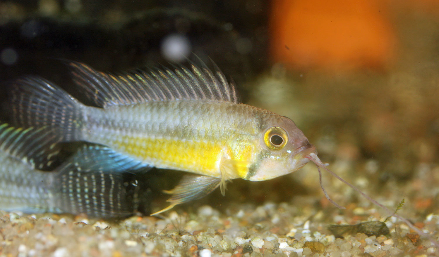 Wild-cacatuoides-feeding-on.jpg