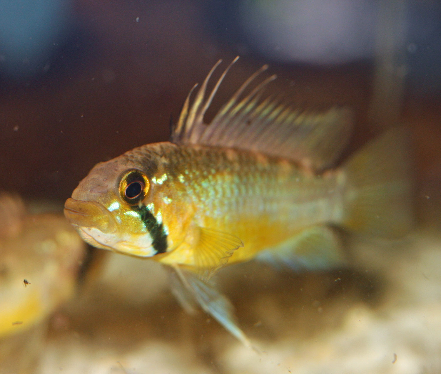 Wild-bitaeniata.jpg