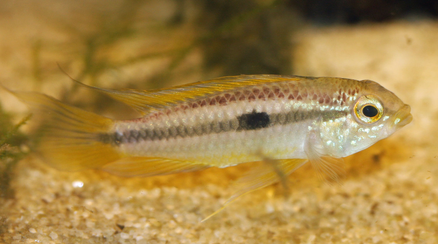 A-Atahualpa.jpg