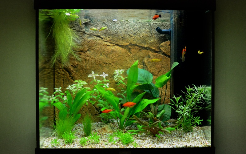 1.Akvarium.jpg