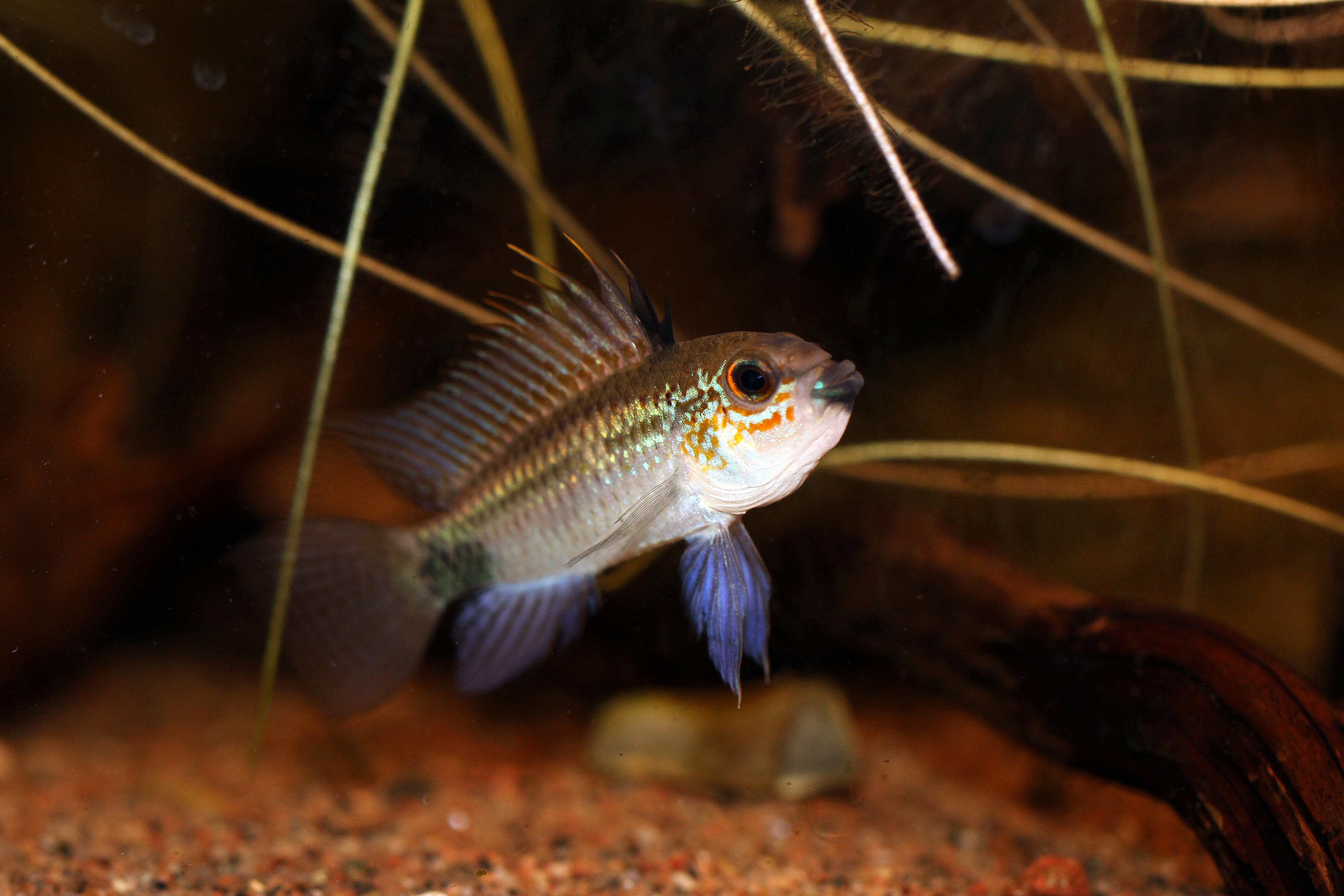 Apistogramma.jpg